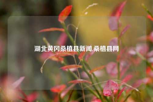 湖北黄冈桑植县新闻,桑植县网